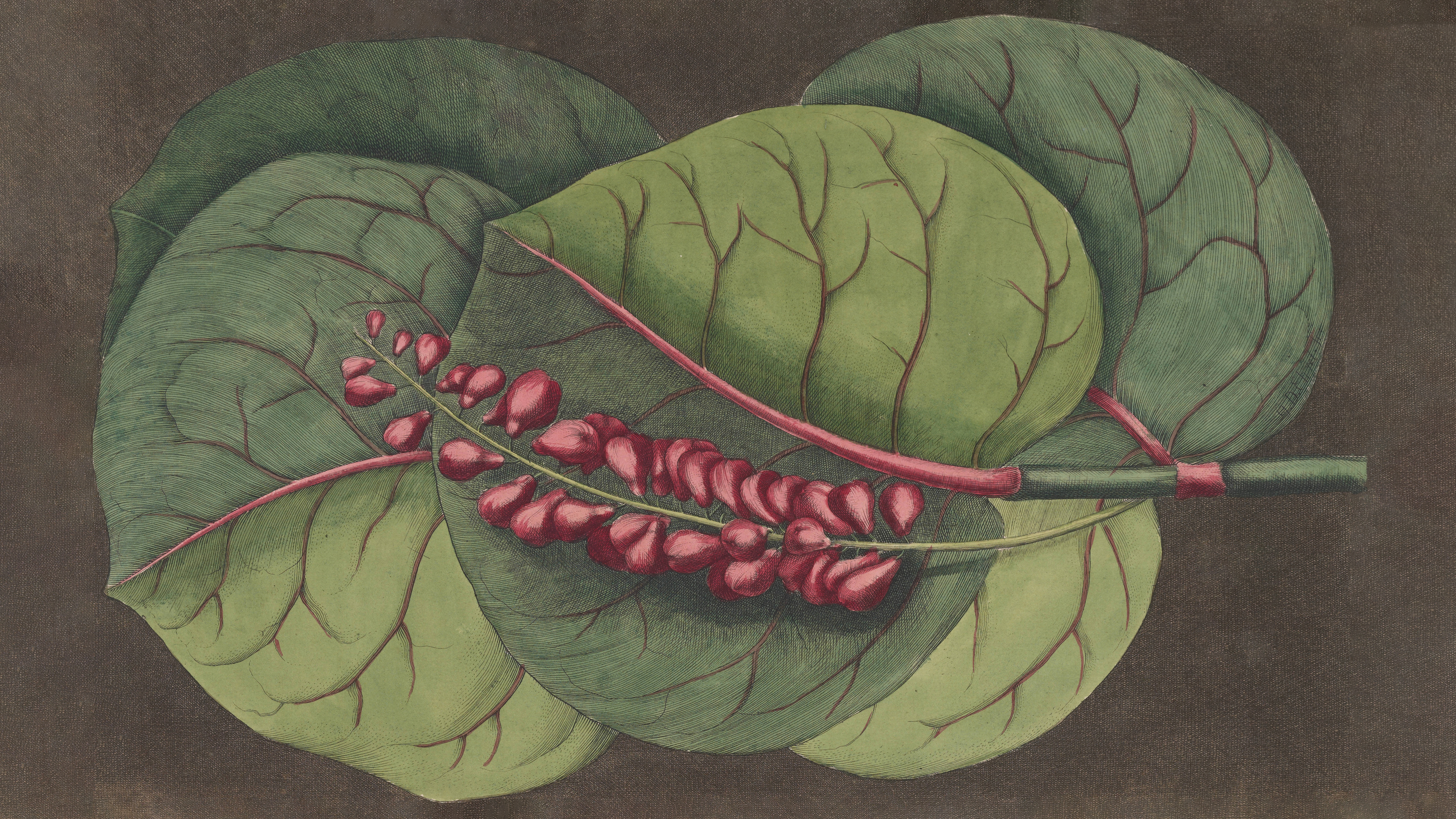 MARK CATESBY-nomoth.jpg